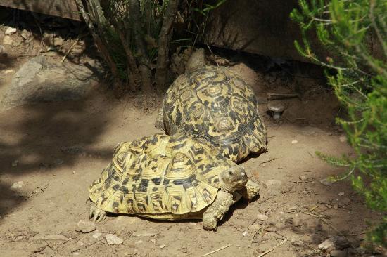 Le village des Tortues